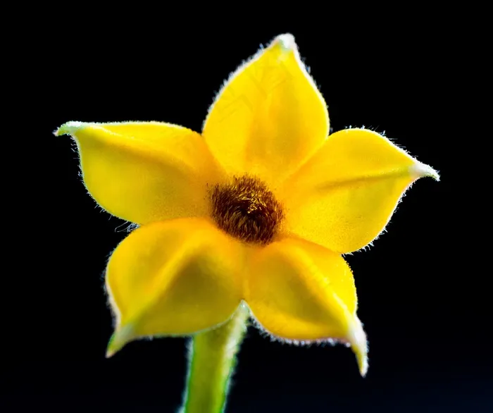 小花，花，宏，黄色