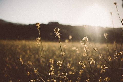 野，盛开，秋季，秋天，性质，春天，开花