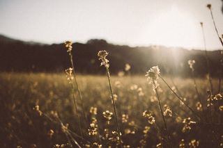 野，盛开，秋季，秋天，性质，春天，开花