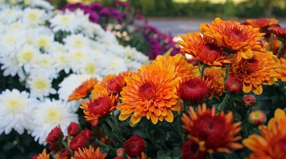 妈妈,橙色,秋天,秋,花,性质,花的 妈妈,橙色,秋天,秋,花,性质,花的