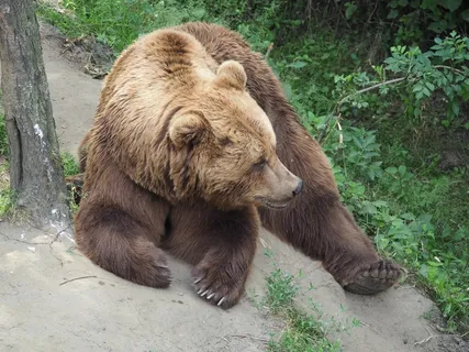棕色泰迪，懒惰，观看