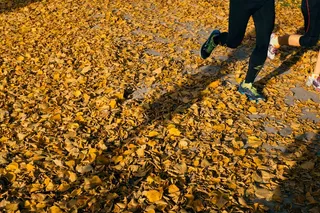 玉米,黄叶,晾晒玉米,银杏林,落叶,慢跑者在秋天公园跑步