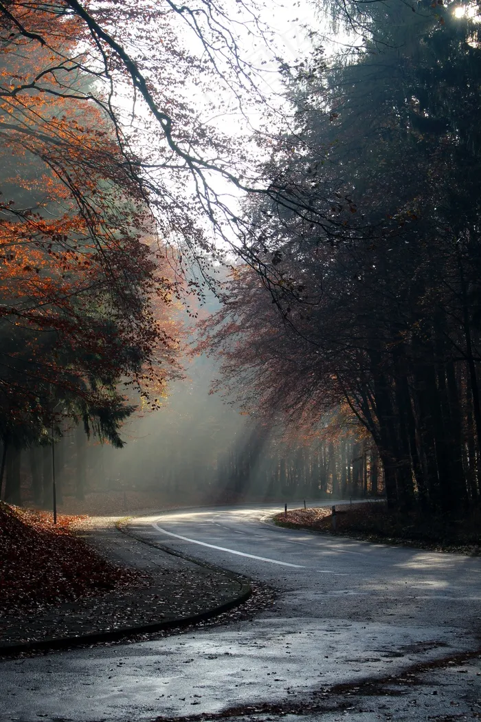 秋景，早晨，阳光，心情，道路，空，秋天的颜色