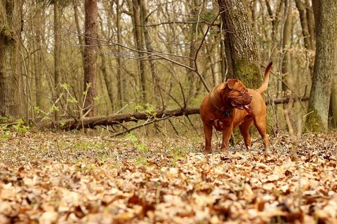 芭芭拉·德·波尔多，杜格·波尔多，狗，动物