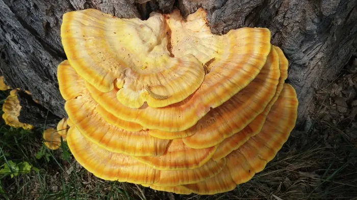 Baumschwamm，Reishi，Meanur Sulphur Ovinus，寄生虫
