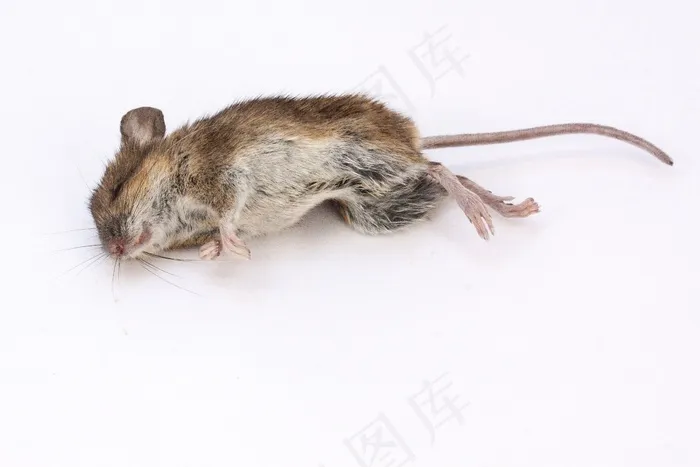 老鼠，木老鼠，姬鼠，死亡