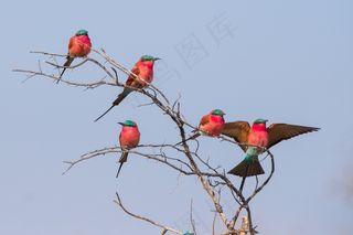 博茨瓦纳，鸟，绯红色，绯红色食蜂鸟