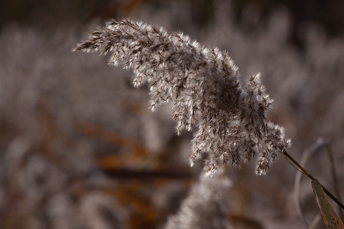 芦苇，芦苇，草，禾本科，沼泽植物
