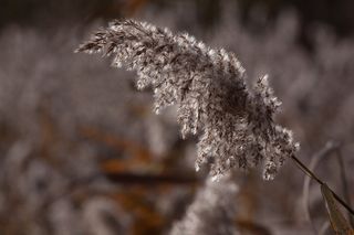 芦苇，芦苇，草，禾本科，沼泽植物