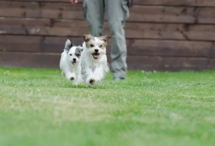 杂种，小型，甜美，小狗，宠物，乌谢里格