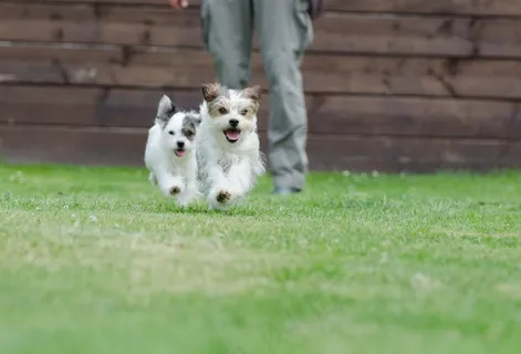 杂种，小型，甜美，小狗，宠物，乌谢里格
