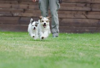 杂种，小型，甜美，小狗，宠物，乌谢里格