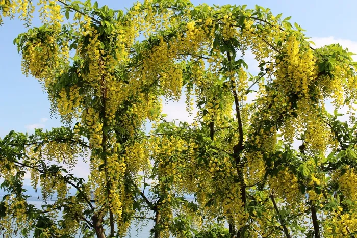 金莲花，金，黄色，鲜花，湖泊，天空