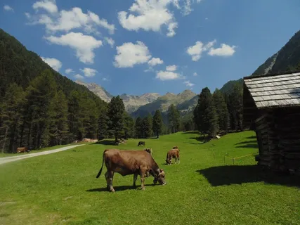 草原,体育场馆,山峦,牧场,天空,母牛在草甸与山寨和山 草原,体育场馆,山峦,牧场,天空,母牛在草甸与山寨和山