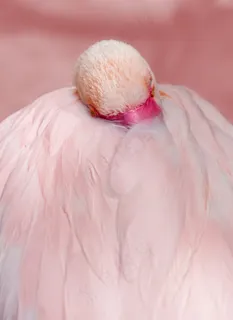 火烈鸟，粉红色，鸟，水禽，羽毛