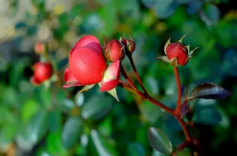 玫瑰,红色,玫瑰花蕾,植物,秋末 玫瑰,红色,玫瑰花蕾,植物,秋末
