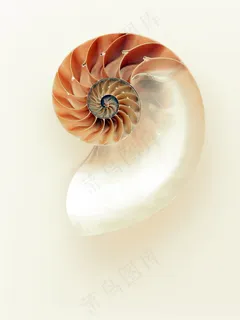 鹦鹉螺，贝壳，闪光，银，珍珠母