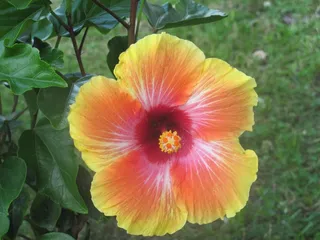 花，植物，叶子，风景，景区，黄色花