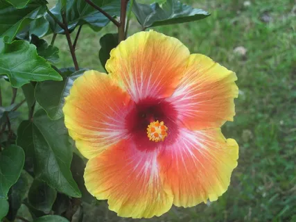 花,植物,叶子,风景,景区,黄色花 花,植物,叶子,风景,景区,黄色花
