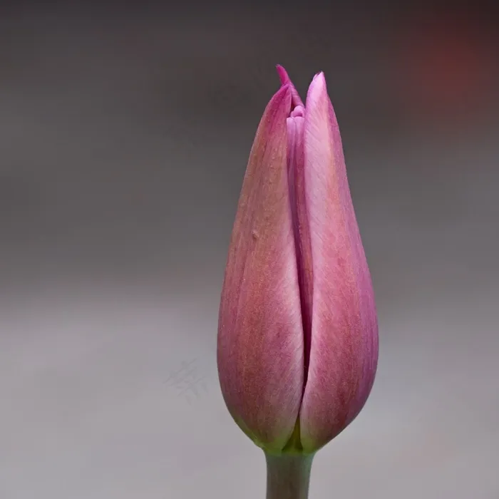 花，郁金香，粉红色，开花，封闭