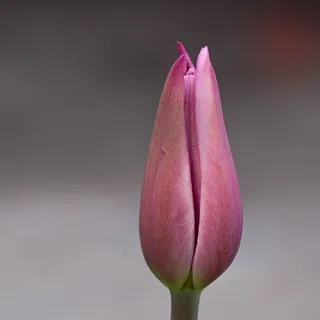 花,郁金香,粉红色,开花,封闭 花,郁金香,粉红色,开花,封闭