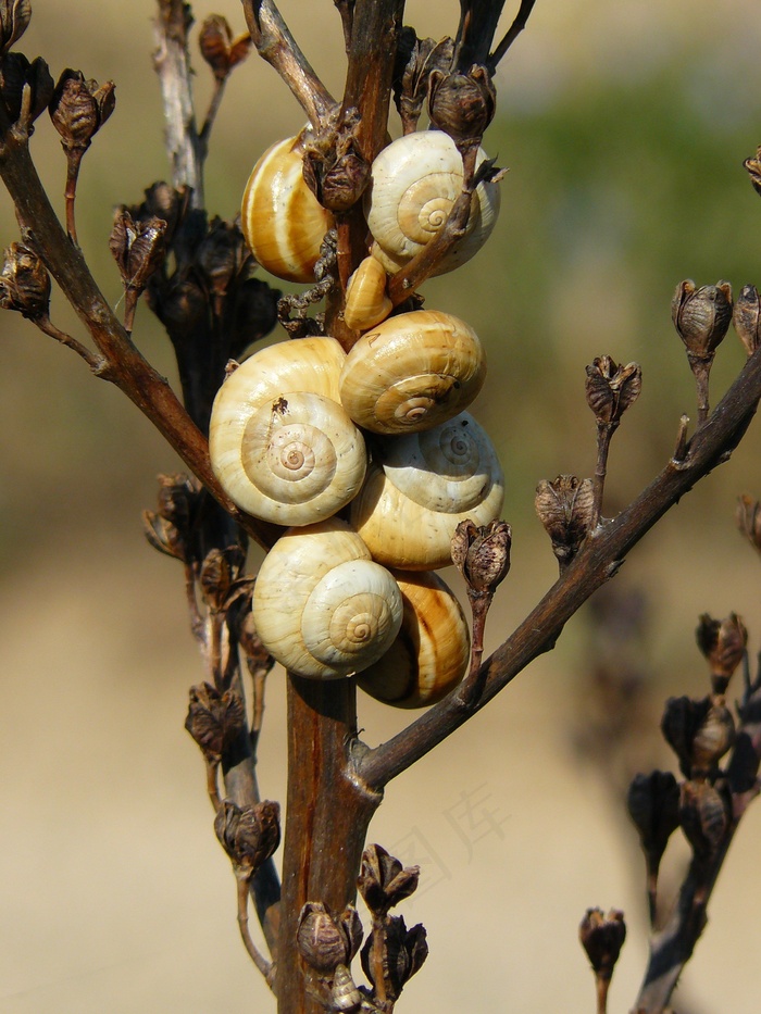 蜗牛，壳，蜗牛，关闭，蜗牛壳，软体动物