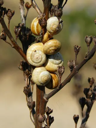 蜗牛，壳，蜗牛，关闭，蜗牛壳，软体动物