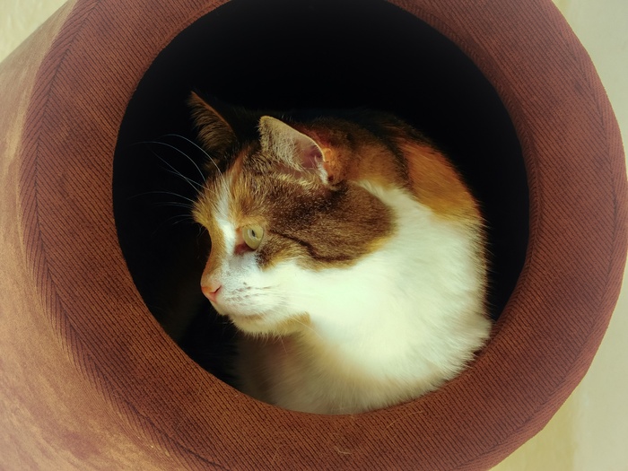 猫，动物肖像，家猫，幸运猫