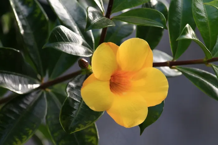 鲜花，花瓣，花，自然，植物群，黄色，花园