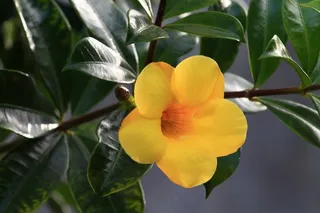 鲜花，花瓣，花，自然，植物群，黄色，花园