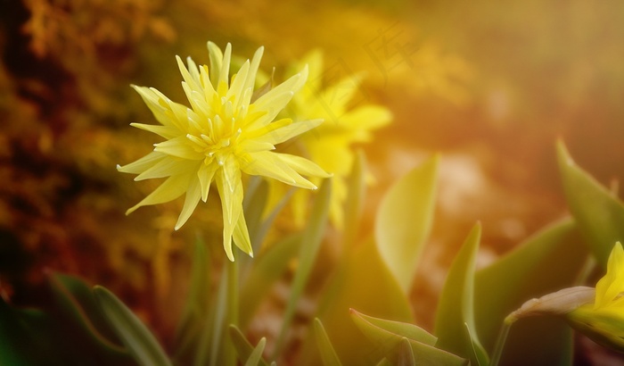 水仙，花，开花，黄色