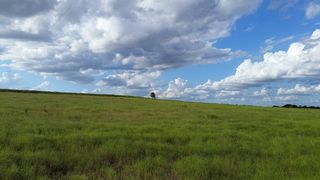 树，场，农村，景观，农田，草地