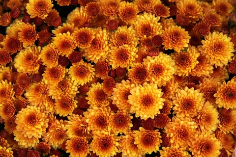 菊花,花,橙色,盛开,开花,花瓣 菊花,花,橙色,盛开,开花,花瓣