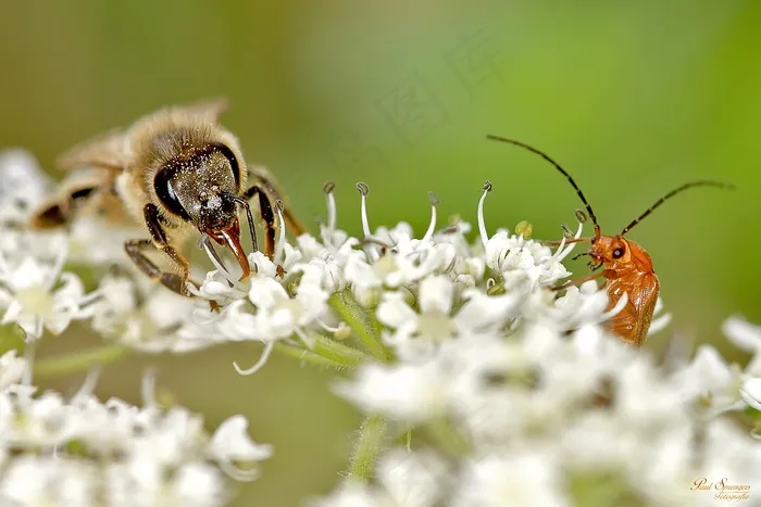 Bug，蜜蜂，宏，昆虫，特写，自然