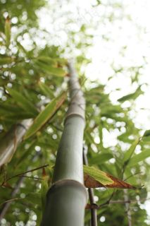 竹，秸秆，高大，自然，叶子，景观，绿色