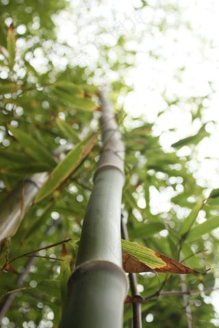 竹，秸秆，高大，自然，叶子，景观，绿色