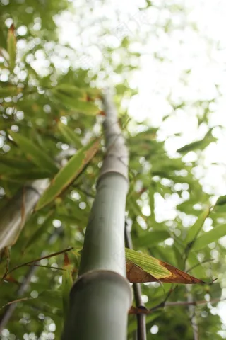 竹，秸秆，高大，自然，叶子，景观，绿色