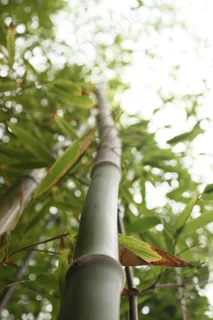 竹,秸秆,高大,自然,叶子,景观,绿色 竹,秸秆,高大,自然,叶子,景观,绿色