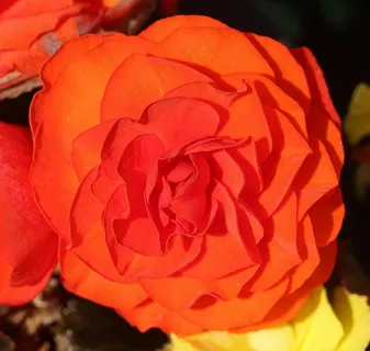 秋海棠，床上用品植物，阳台植物，观赏植物