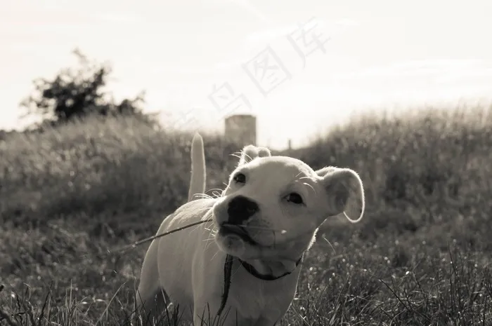 狗，夏天，动物，狗的眼睛，小狗，白狗，白