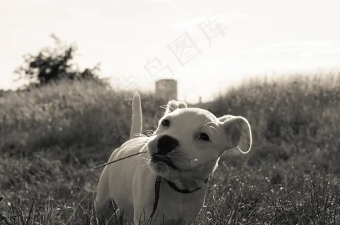 狗，夏天，动物，狗的眼睛，小狗，白狗，白