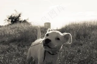 狗，夏天，动物，狗的眼睛，小狗，白狗，白