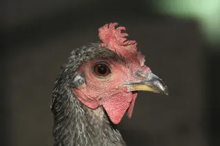 鸡，哈恩，肖像，眼睛，红色，鸡冠，牲畜