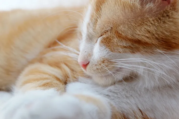 猫，宠物，猫