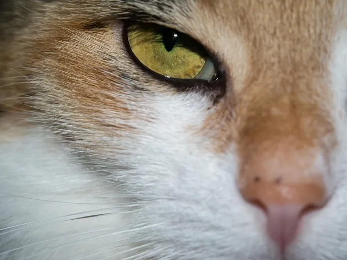 猫，眼睛，猫的眼睛，查看，看，看，幸运猫