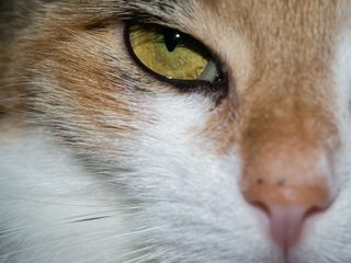 猫，眼睛，猫的眼睛，查看，看，看，幸运猫