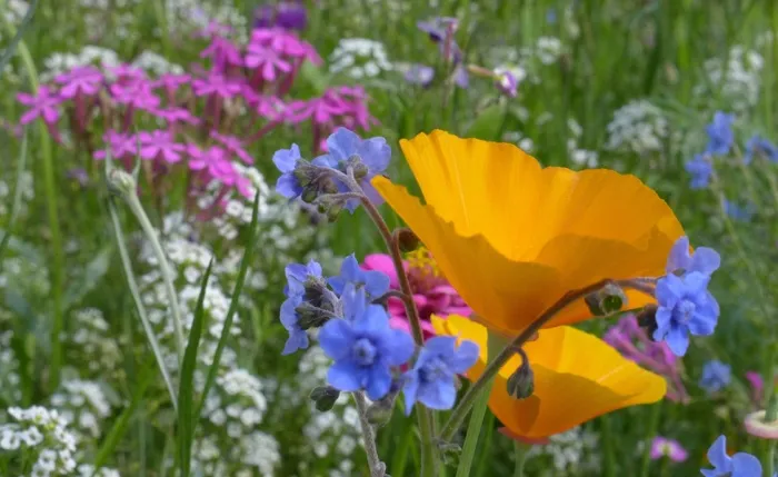 夏天，夏季花卉，关闭，Farbenpracht，颜色
