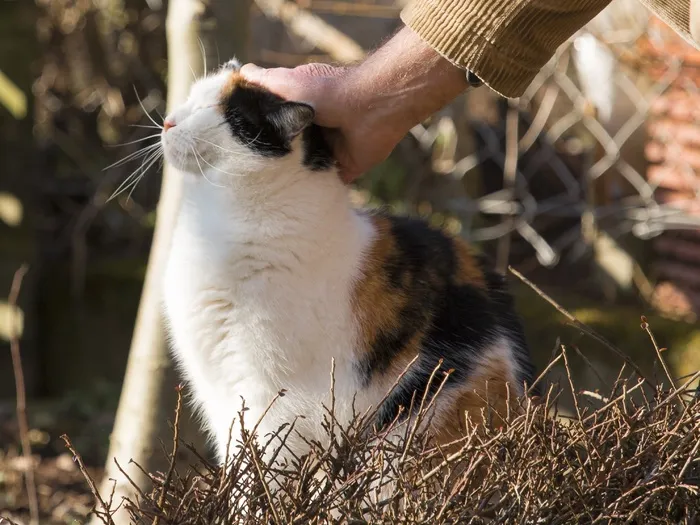 猫，温柔的爱护，动物，感情