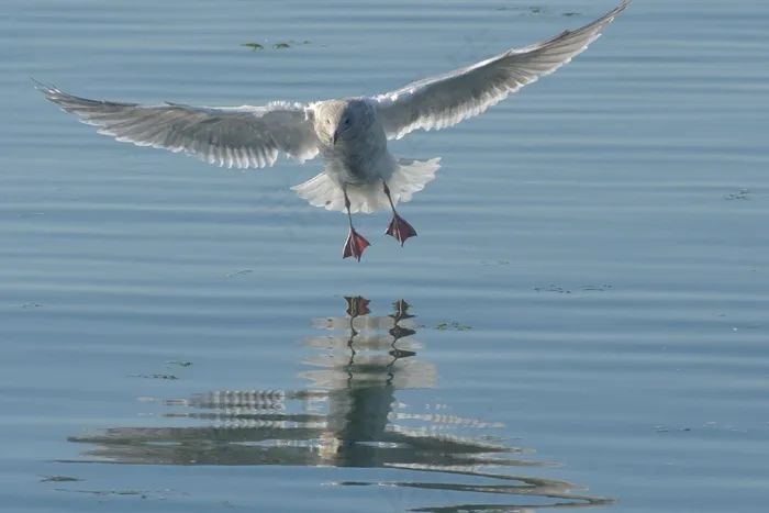 鸟，海鸥，海，海洋，鸟类飞行，飞行