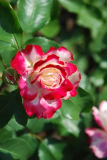 玫瑰,白红色,花,爱情,自然,玫瑰绽放 玫瑰,白红色,花,爱情,自然,玫瑰绽放